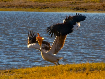 WID_4742.1.pelican.fisheagle